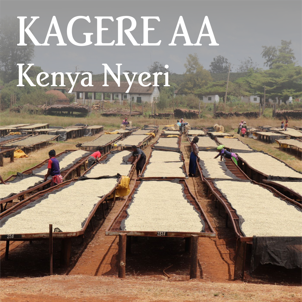 Kenya Nyeri Kagere AA by Beanberry Coffee Company