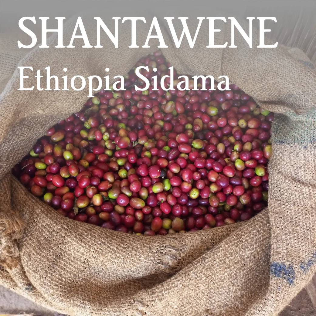 Ethiopia Sidama Shantawene - Organic by Beanberry Coffee…