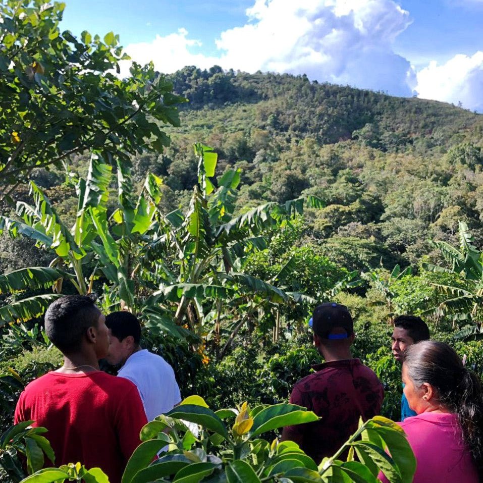 COLOMBIA | ASOMUJER WASHED EA Sugarcane by Cabanaroasters