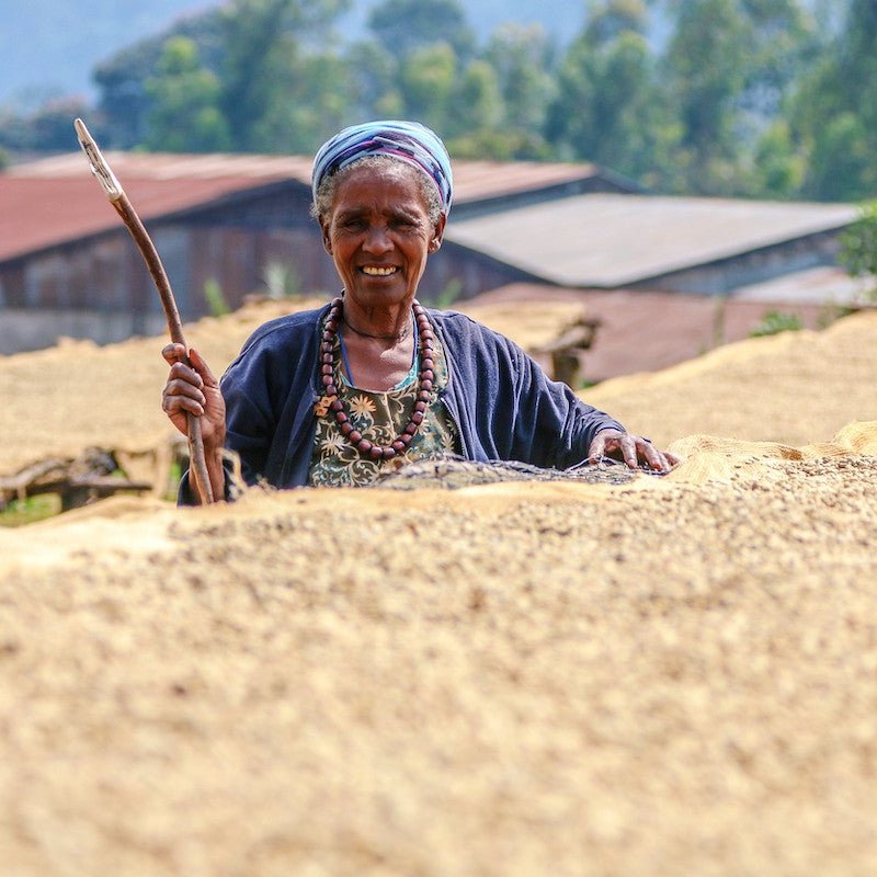 ETHIOPIA | BANKO GOTITI by Cabanaroasters