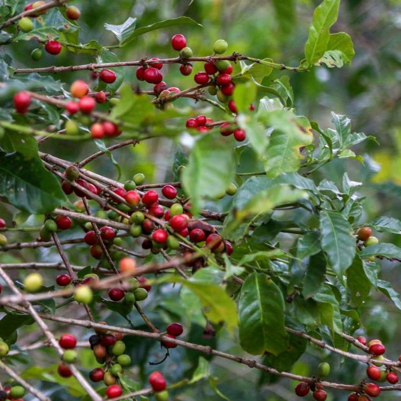 ETHIOPIA | HALO BERITI by Cabanaroasters