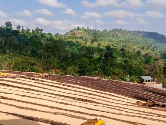 ETHIOPIA | SHALE by Cabanaroasters