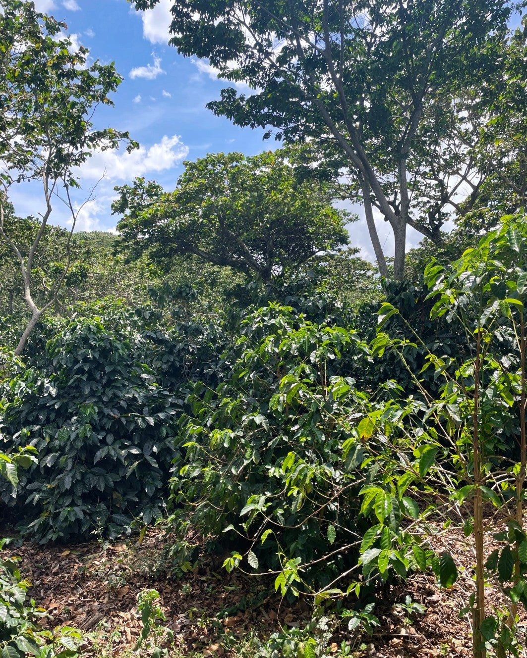 GUATEMALA | Santa Rosa by Cabanaroasters