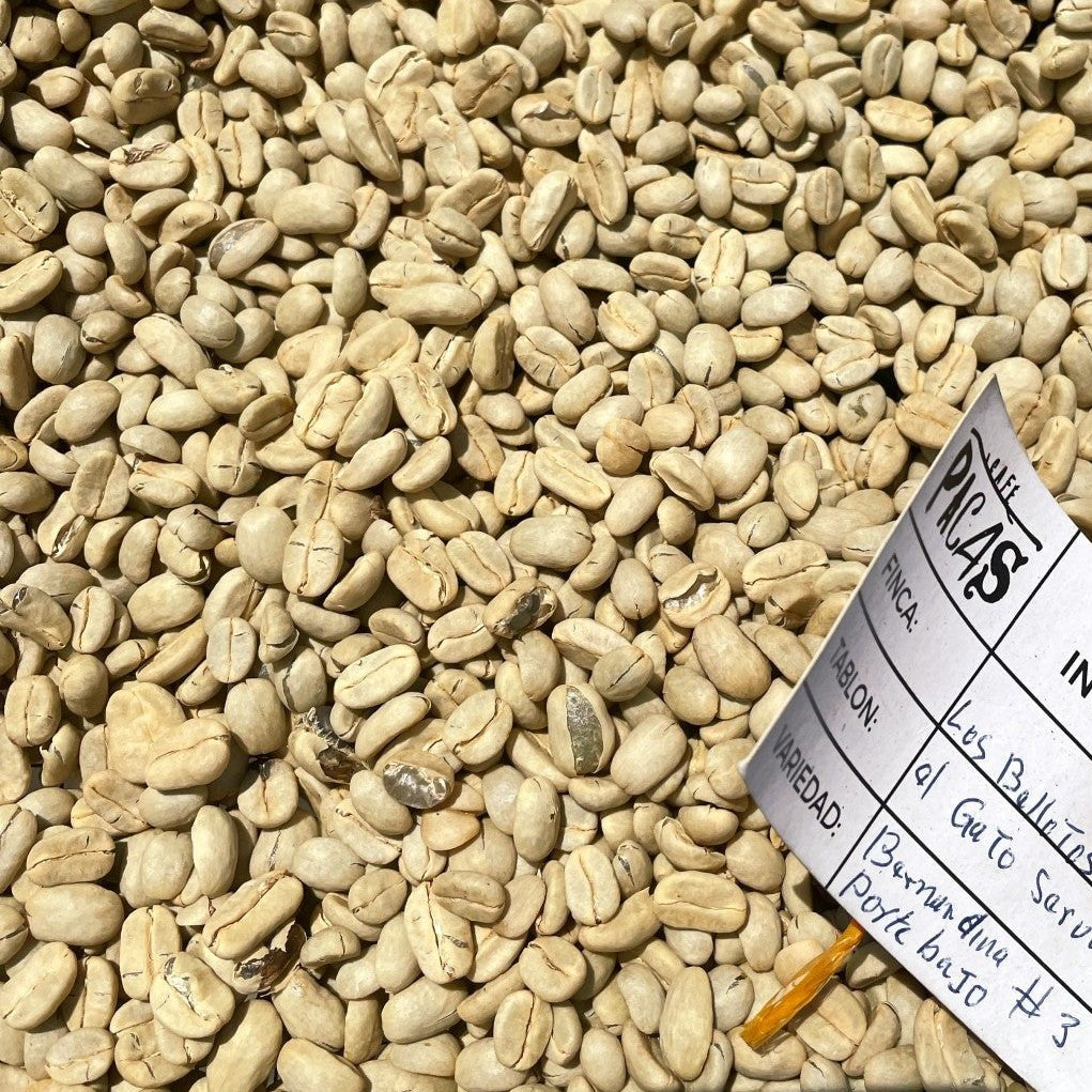 EL SALVADOR | Finca La Guachoca by Cabanaroasters