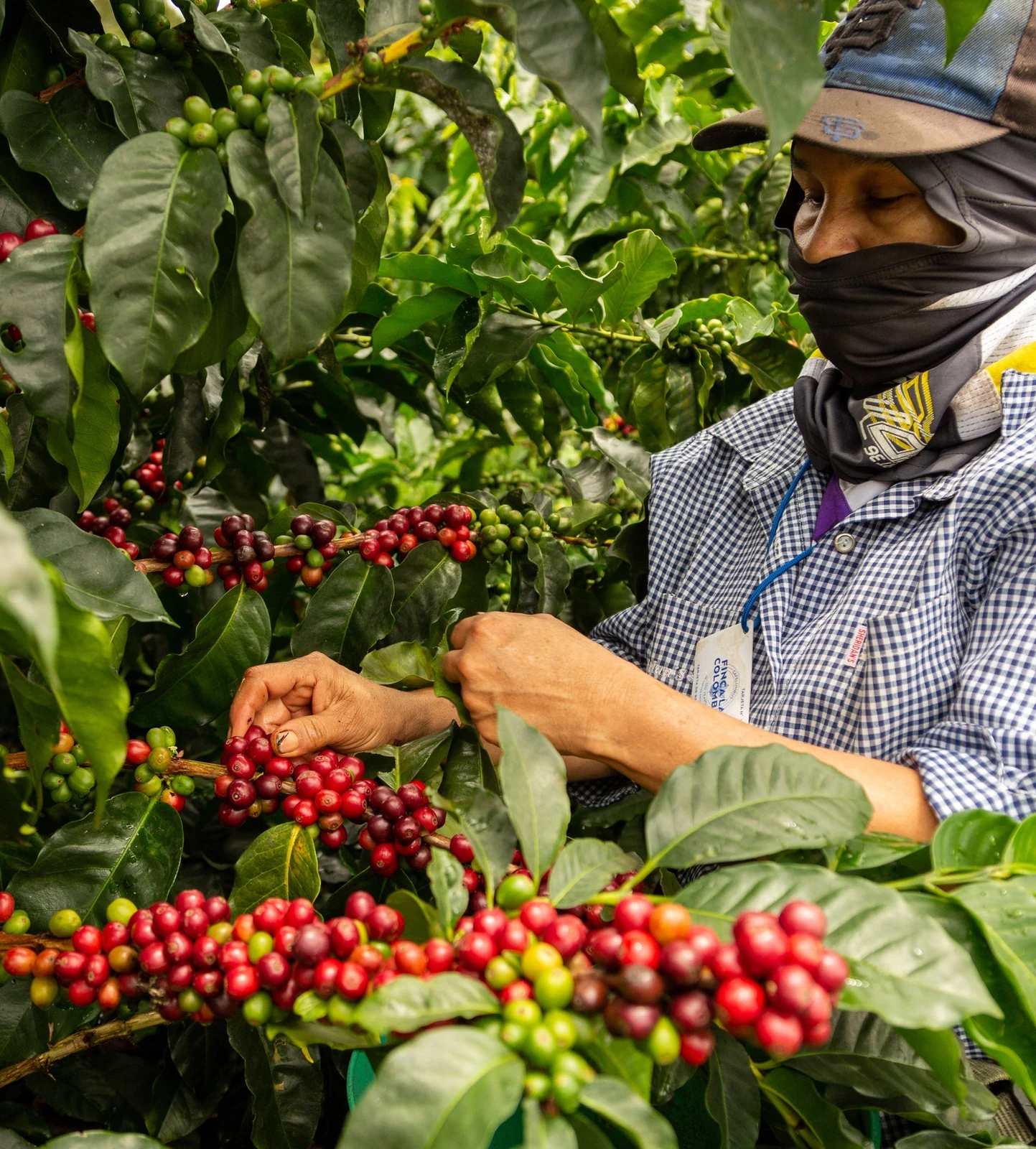 La Reserva - Colombian Coffee by Cafemokxa