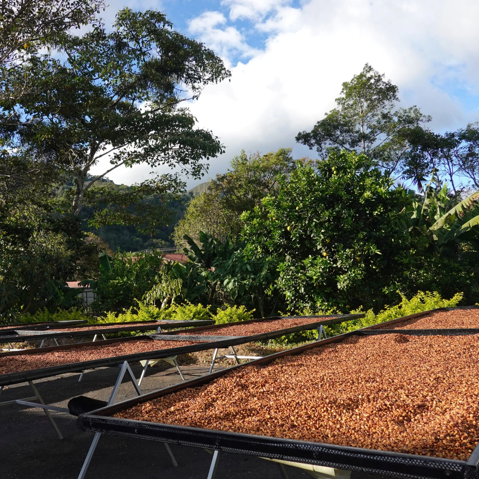 Higueronal - Coffee from Costa Rica by Cafemokxa