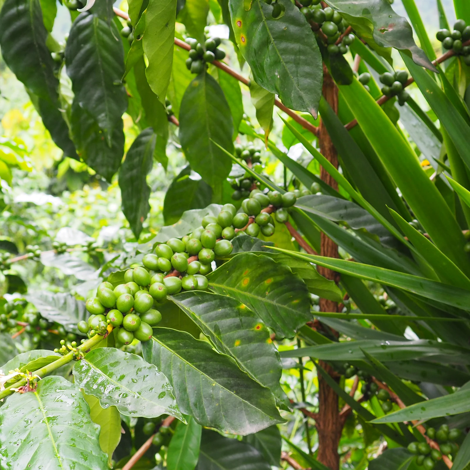 Santa Rosa - Café du Guatemala BIO by Cafemokxa