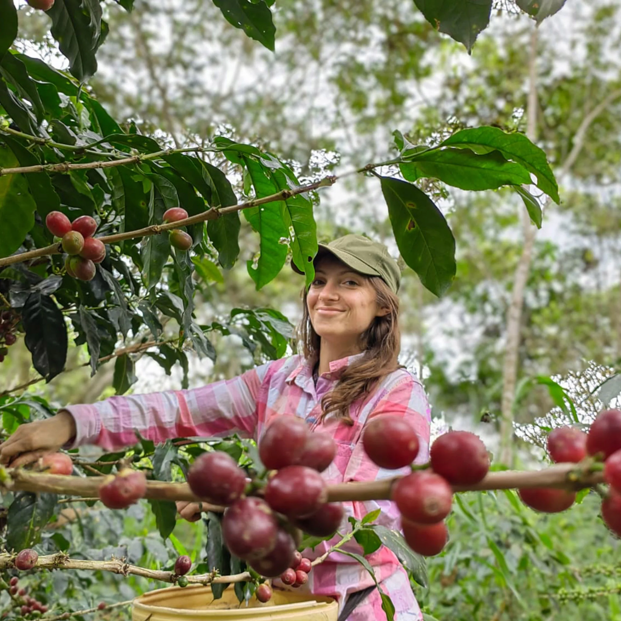 La Shalanca - Peruvian Coffee by Cafemokxa