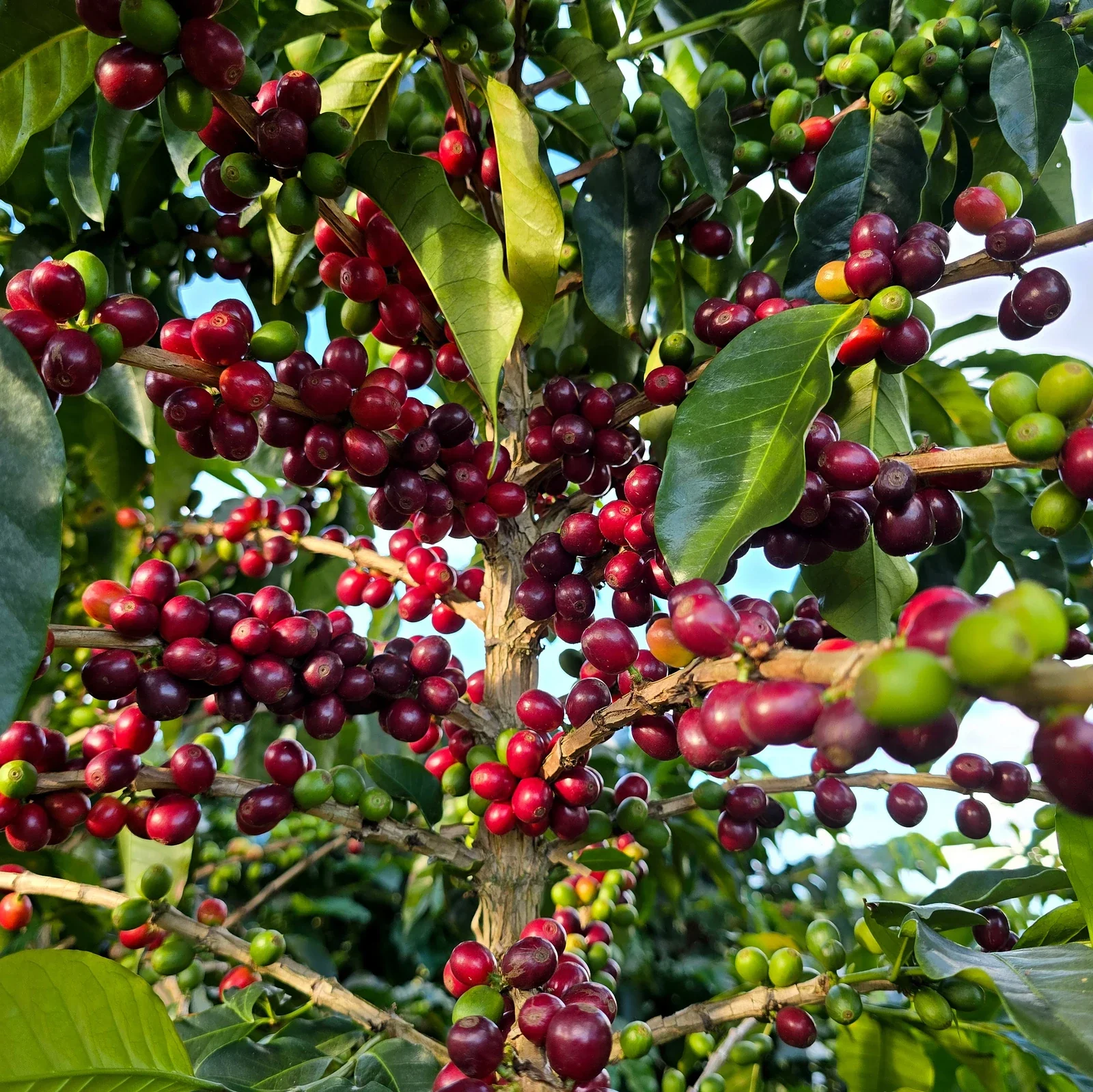 Las Quebraditas - Colombian Coffee by Cafemokxa