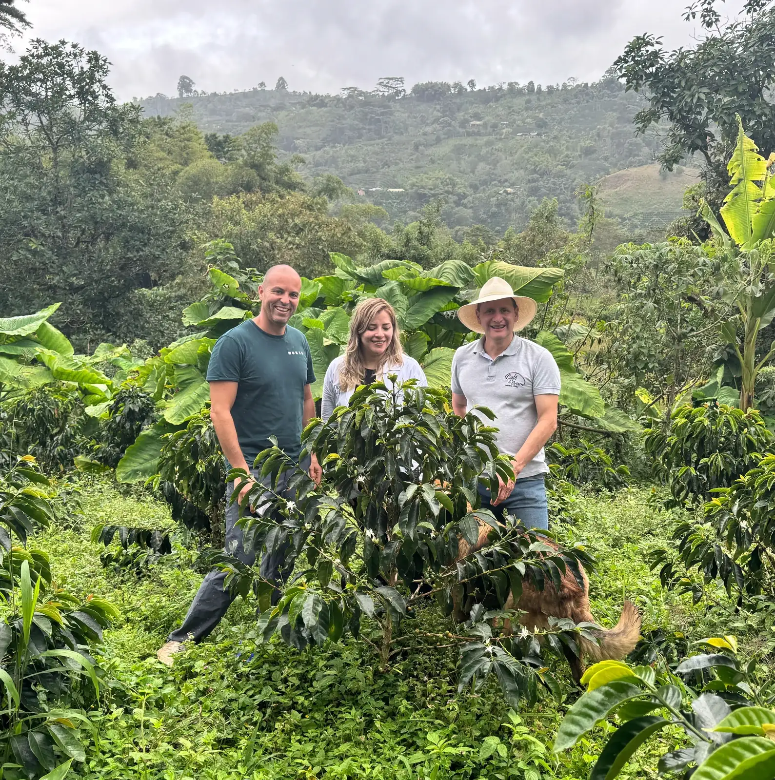 Finca Betania - Colombian Coffee by Cafemokxa