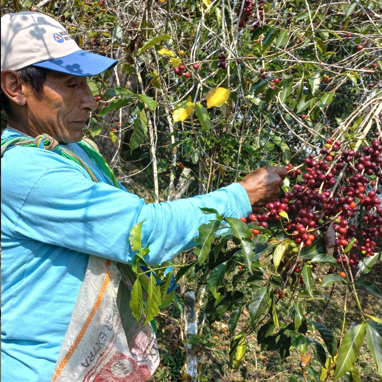 Ayni - Peruvian Coffee by Cafemokxa
