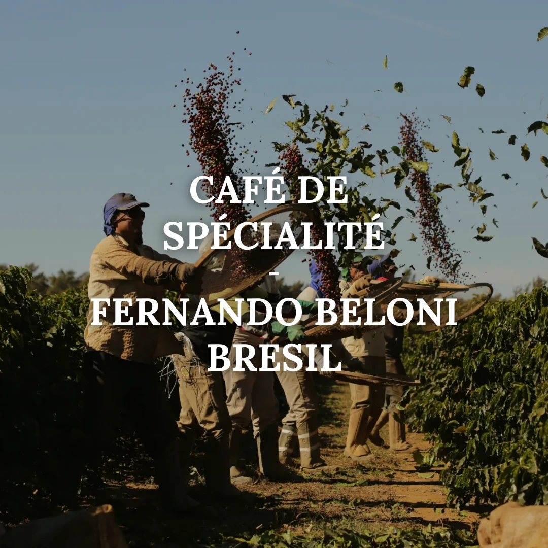 SPECIALTY COFFEE - BRAZIL FERNANDO BELONI by Cafes…