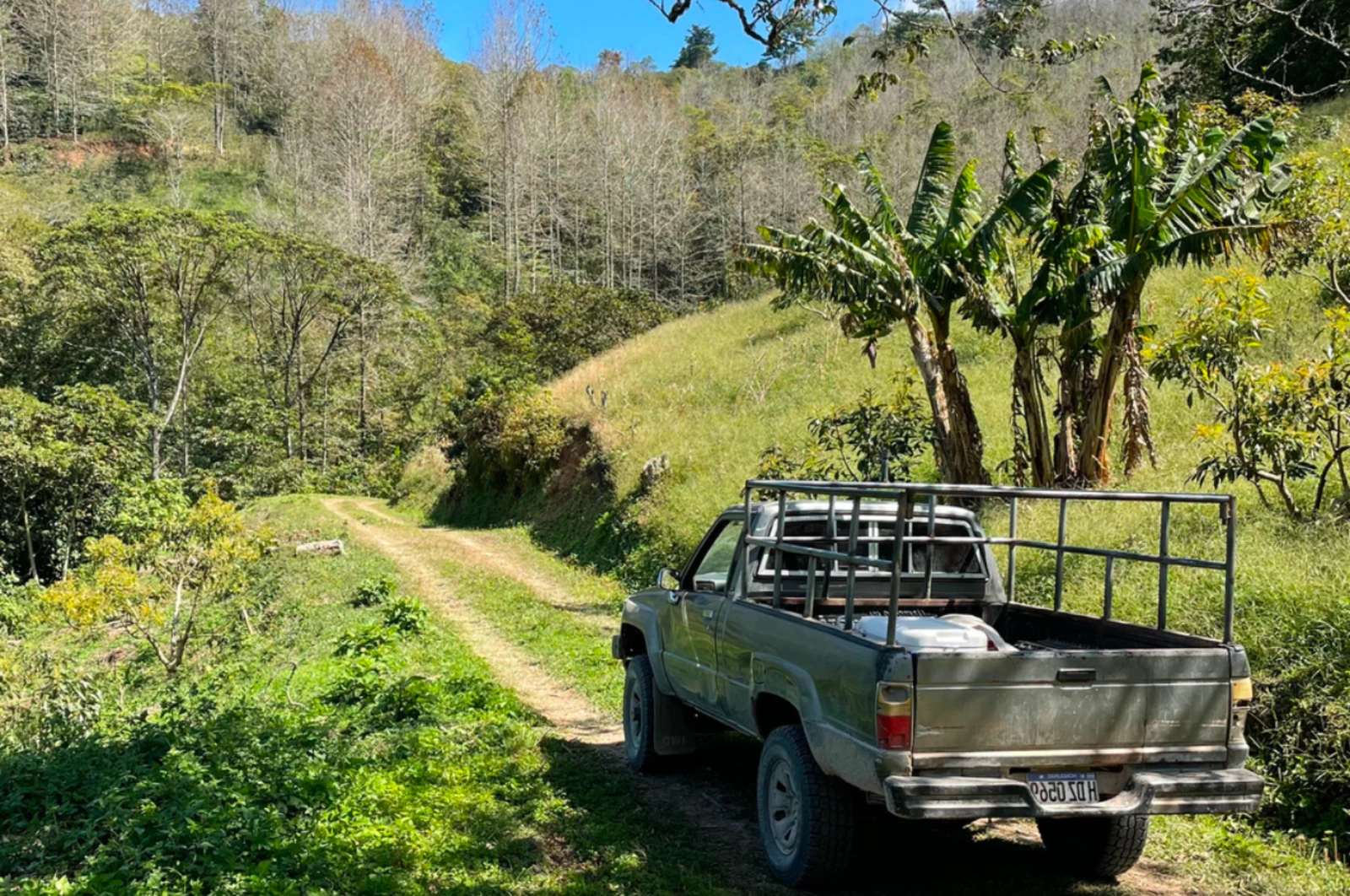 Finca Liquidámbar — Honduras