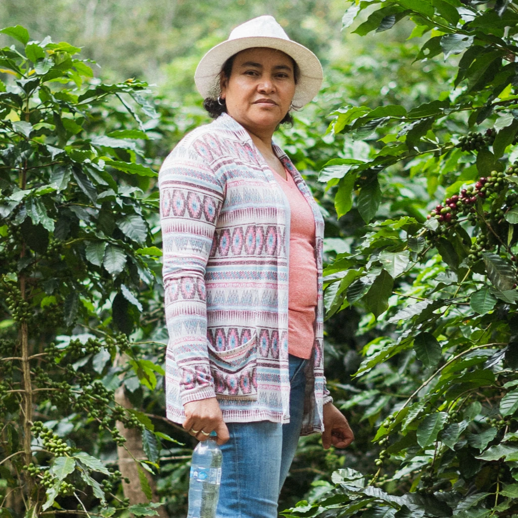 Fincas EL Cerquín del Portillo — Honduras