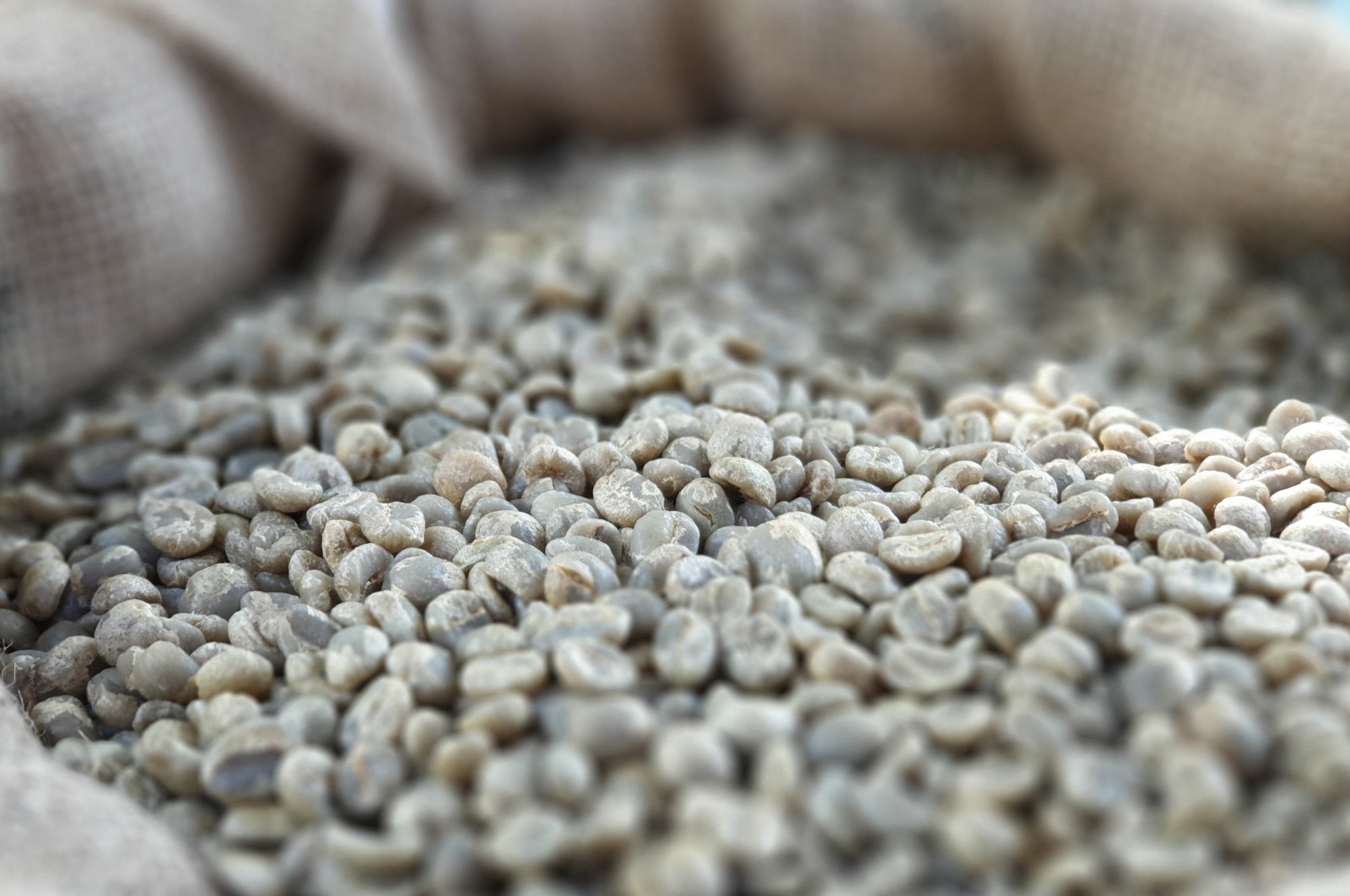 Microlot Ocelote - WHOLESALE — Honduras