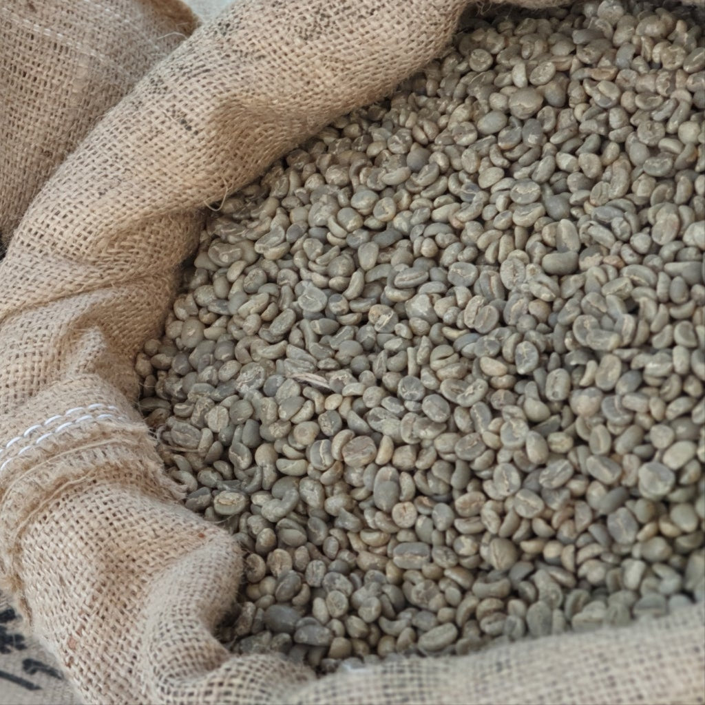 Lempira - Specialty SHG WHOLESALE by Caribe Coffee Co.