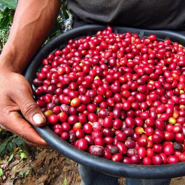 Cherry Cherry Espresso - 500g — Ethiopia by Coffee Compass
