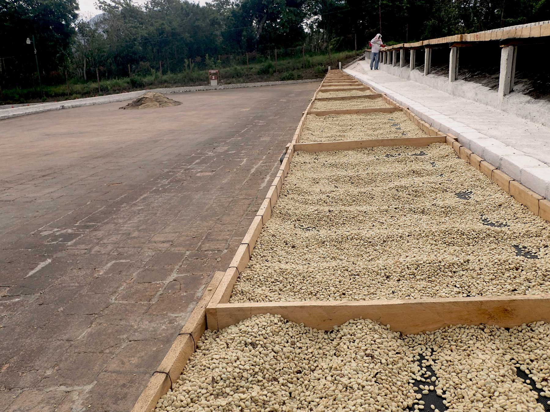 El Salvador Finca El Carmen Red Bourbon - 500g by Coffee…