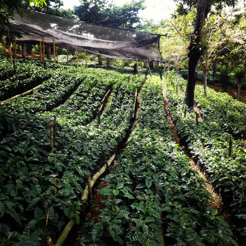 Guatemala El Hato CO2 Decaffeinated - 500g by Coffee…