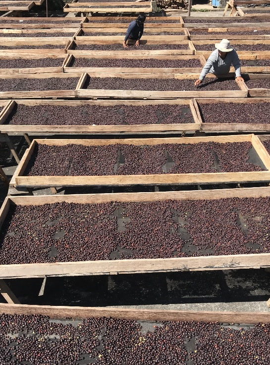 Guatemala Finca el Platanillo Gesha Natural - 500g by…