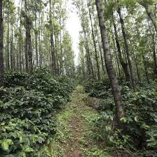 India Ratnagiri Honey Process - 500g by Coffee Compass