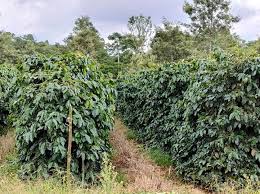 Laos Phetlamka Estate Java Natural Process - 500g by…