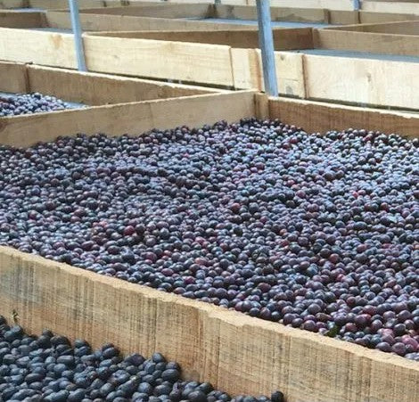 Nicaragua Peralta Estate Anaerobic Natural Process…