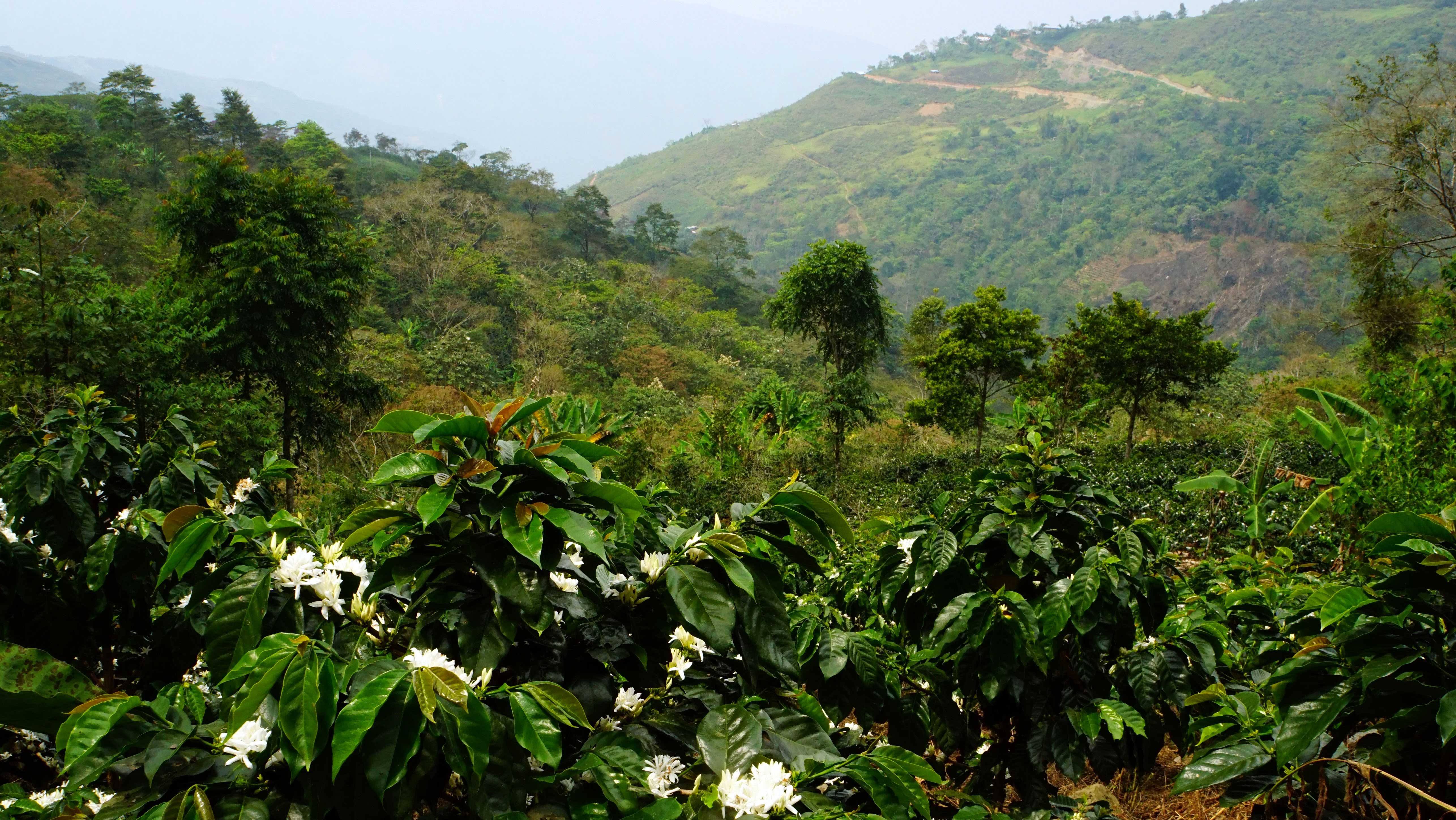 Peru Queromarca Community - 500g by Coffee Compass