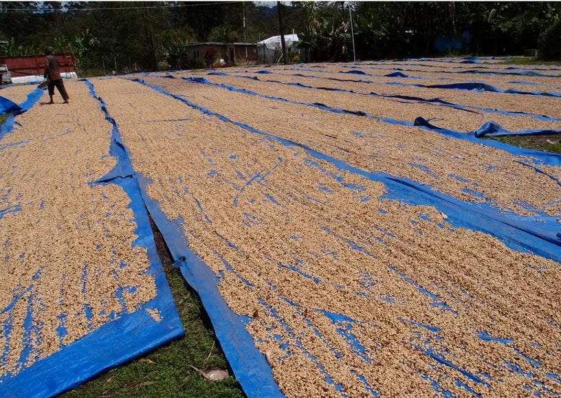 Papua New Guinea Madan Estate AA - 500g by Coffee Compass