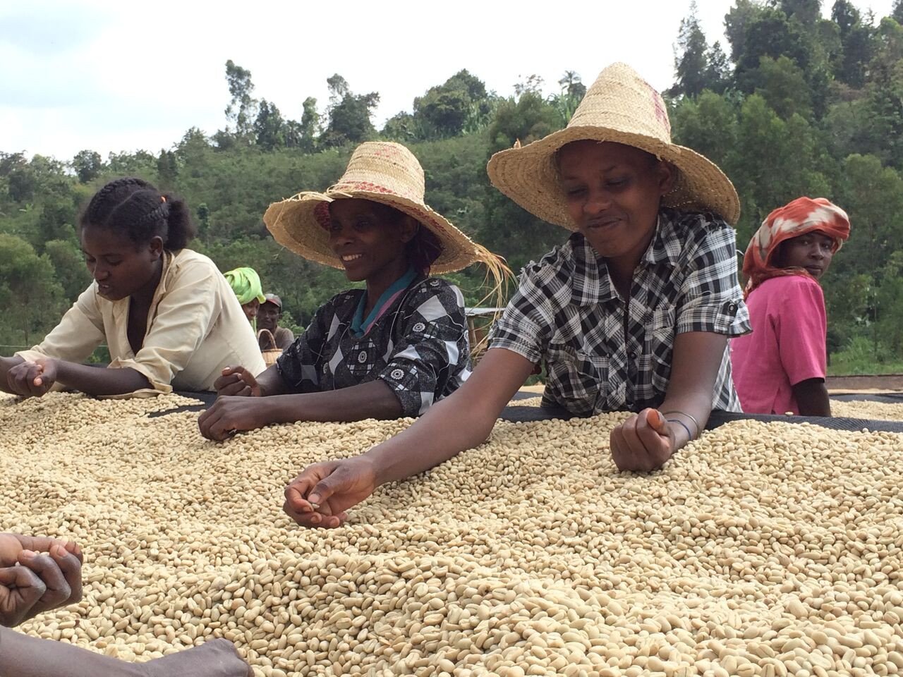 Ethiopia Rocko Mountain Reserve Natural Process - 500g…