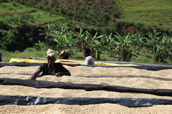 Rwanda Kinini AA - 500g by Coffee Compass