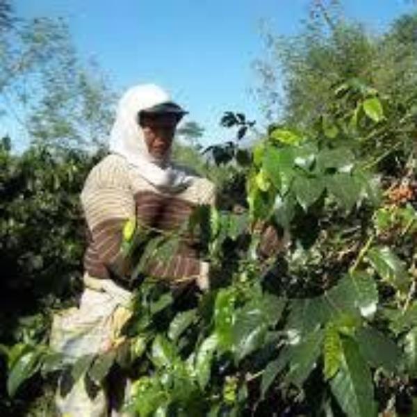 Java Surmano Temanggung Grade 1 - 500g by Coffee Compass