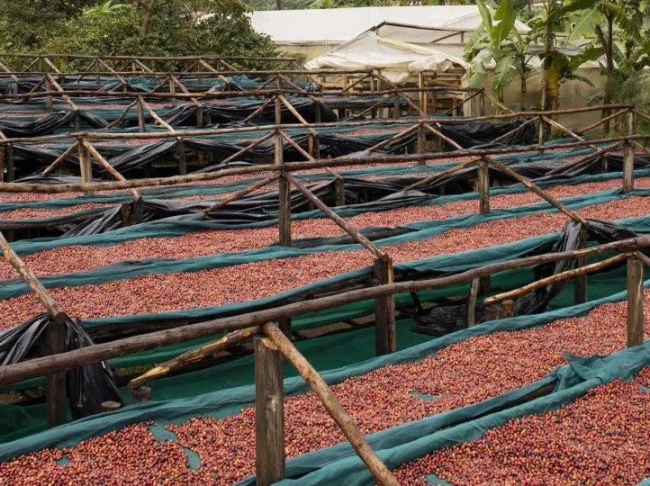 Uganda Bududa Natural Process - 500g by Coffee Compass