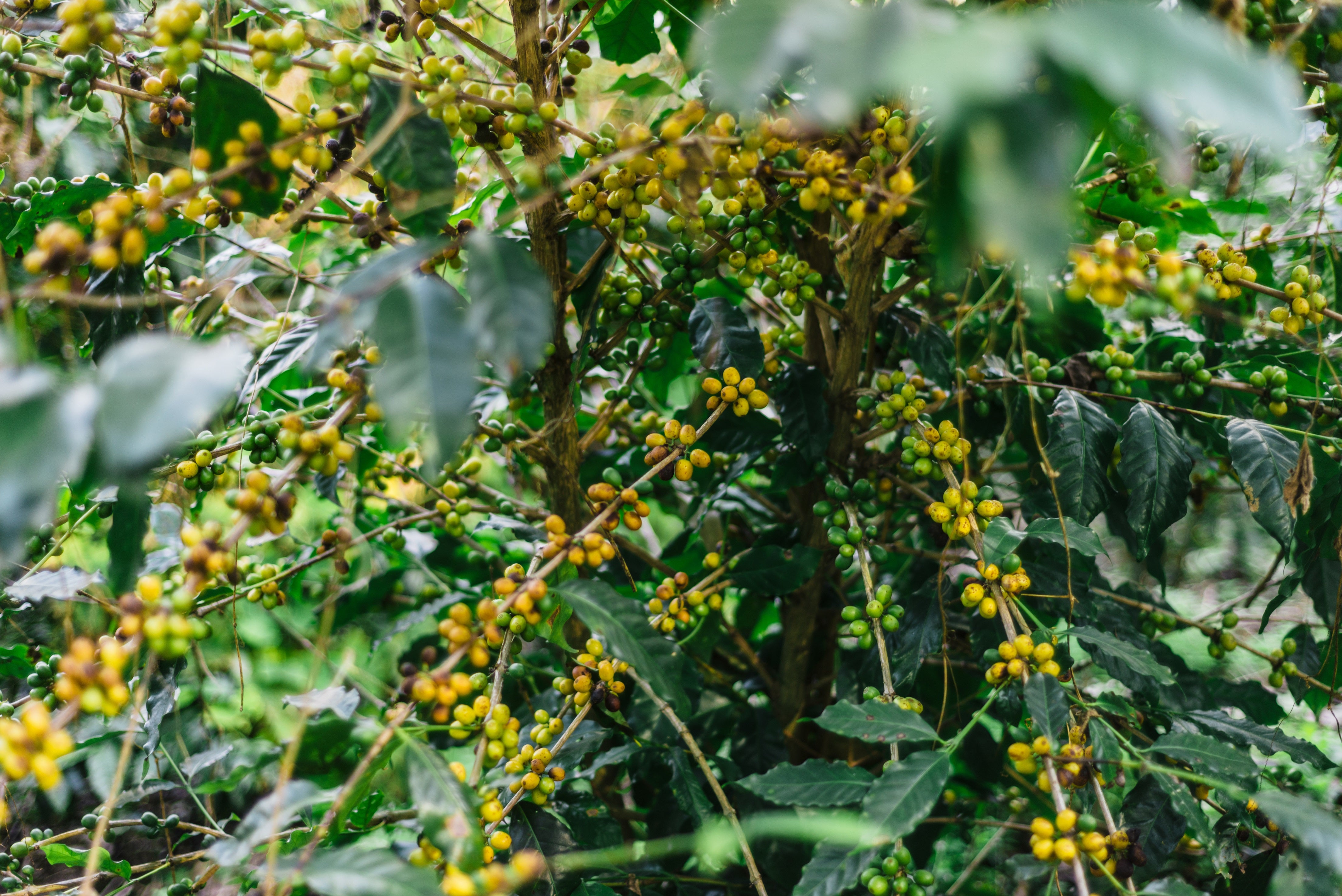 Santa Alina (Yellow burbon natural) Brazil — Brazil by Coffee
