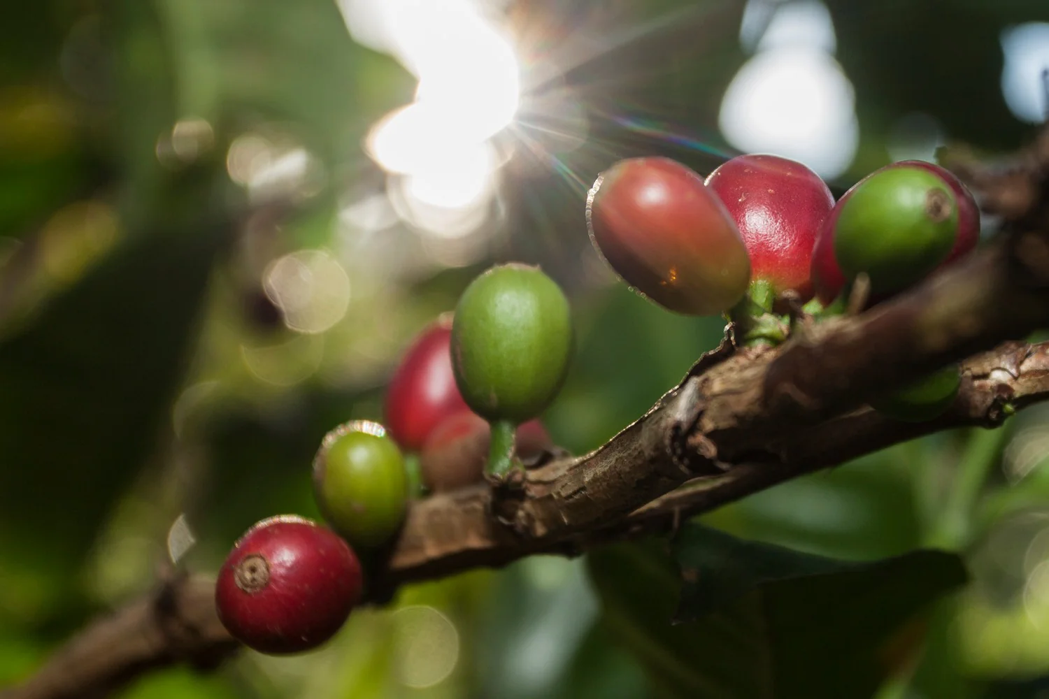 Inmaculada Fellows Gesha — Colombia by Crankhouse Coffee