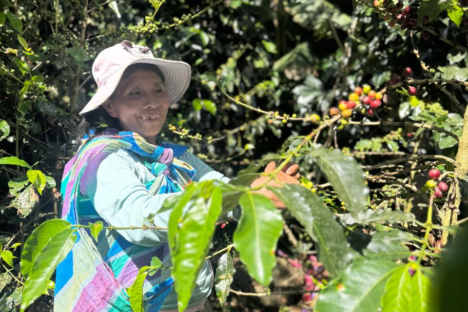 Bertha Huaylla Sayllo - Finca Tranca by Crankhouse Coffee