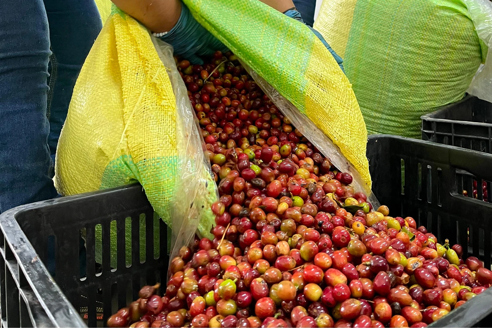 Inmaculada Fellows Bourbon Aji by Crankhouse Coffee
