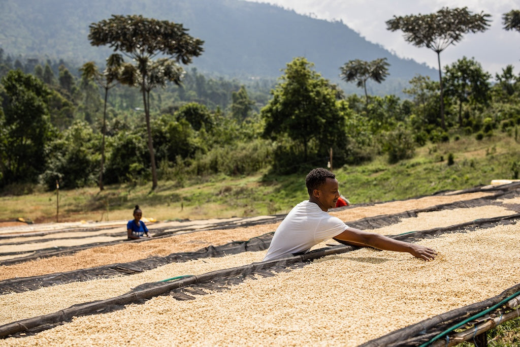 Rumudamo washed — Ethiopia by Crankhouse Coffee