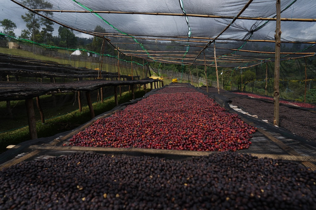 Rumudamo Natural — Ethiopia by Crankhouse Coffee