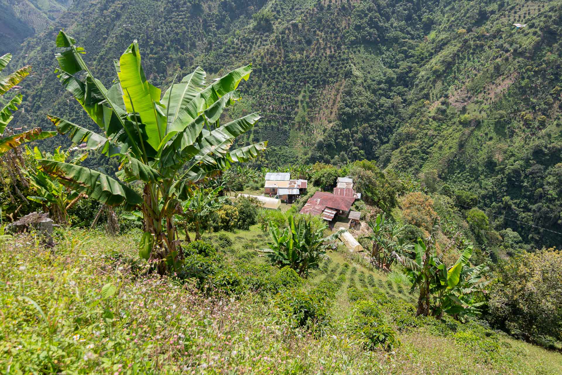 Antuuka Manizales EA DECAF — Colombia by Crankhouse Coffee