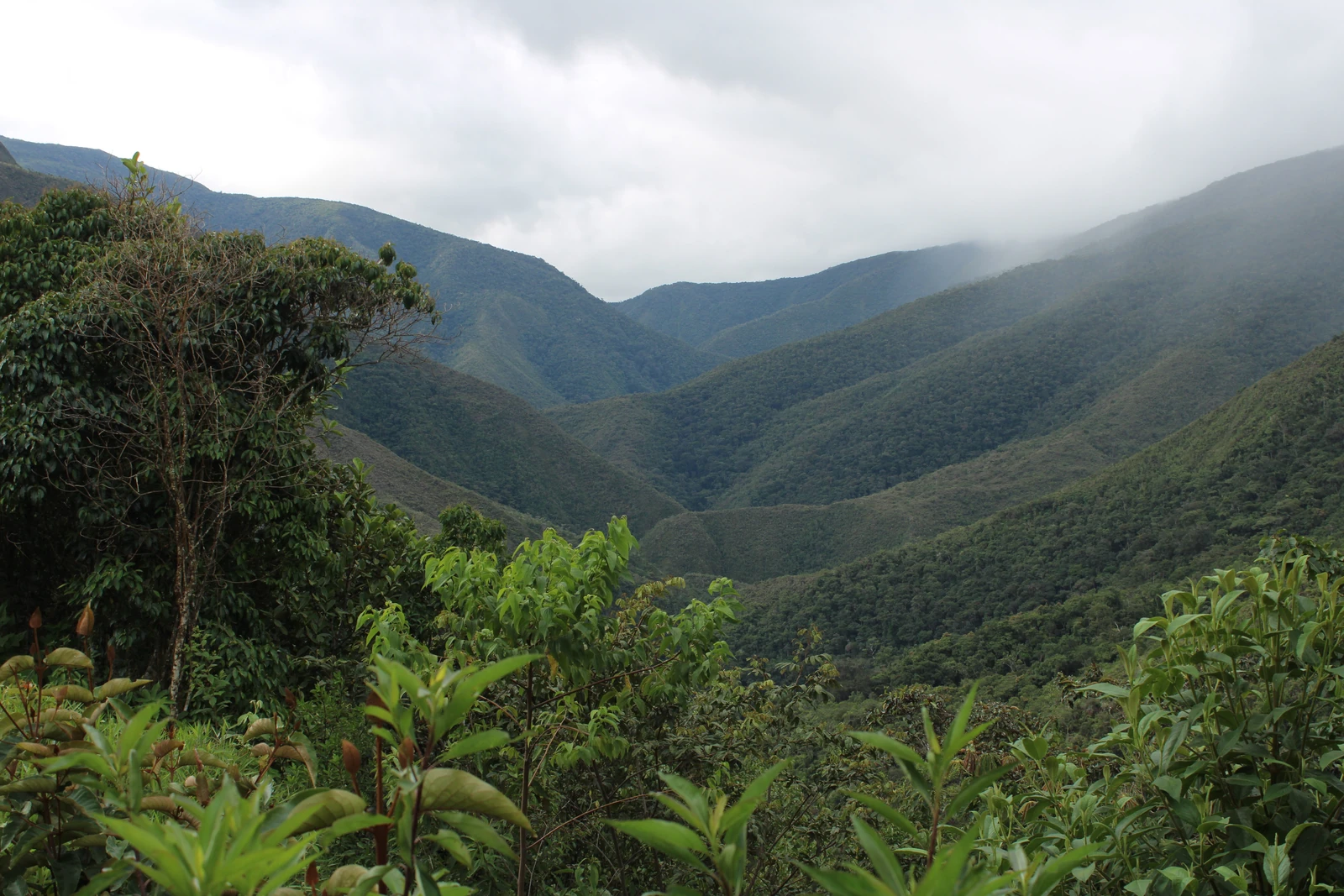 Gabino Apaza Verónica - Finca Paccayniyoc by Crankhouse…