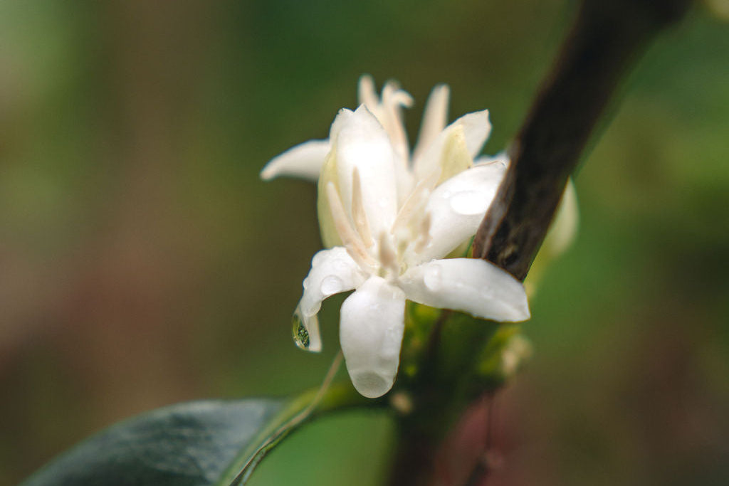 Monkaaba Sidra — Colombia by Crankhouse Coffee