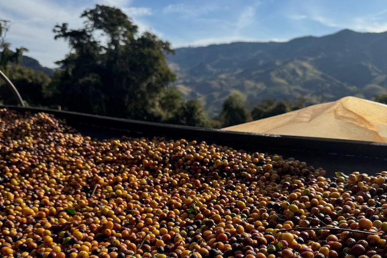 COCARIVE Baba's blend by Crankhouse Coffee