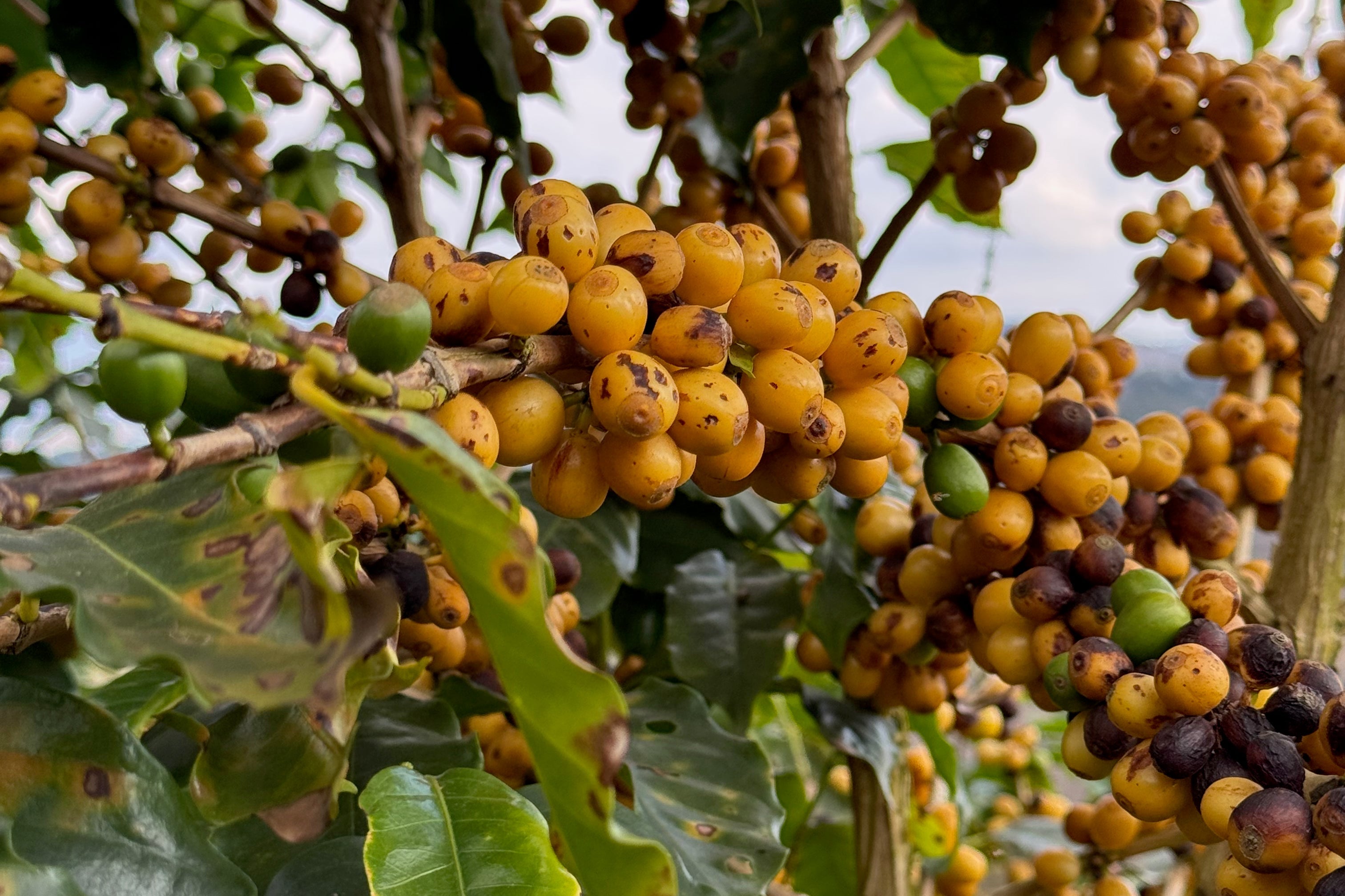 Fazenda Moinho Natural Arara — Brazil by Crankhouse Coffee