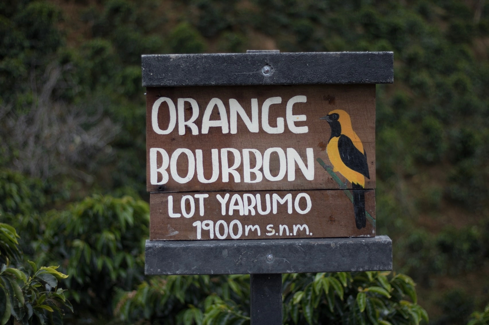 Nogales Elixir Honey Orange Bourbon by Crankhouse Coffee