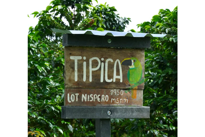 Nogales Origins Typica — Colombia by Crankhouse Coffee