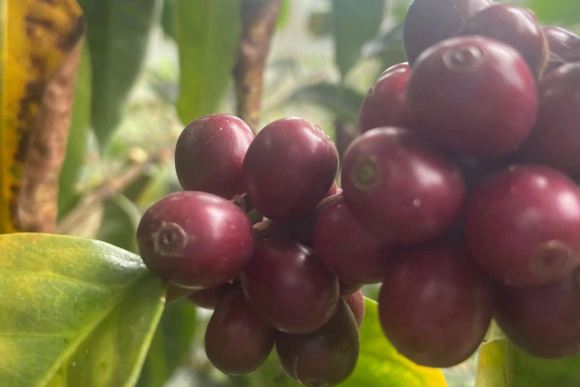 Marcos Herrera, Mamaruntu Bourbon by Crankhouse Coffee
