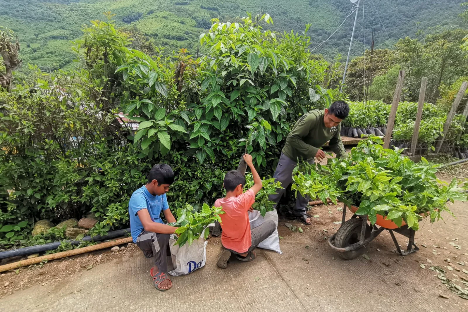 Santa Maria Ozolotepec community lot by Crankhouse Coffee
