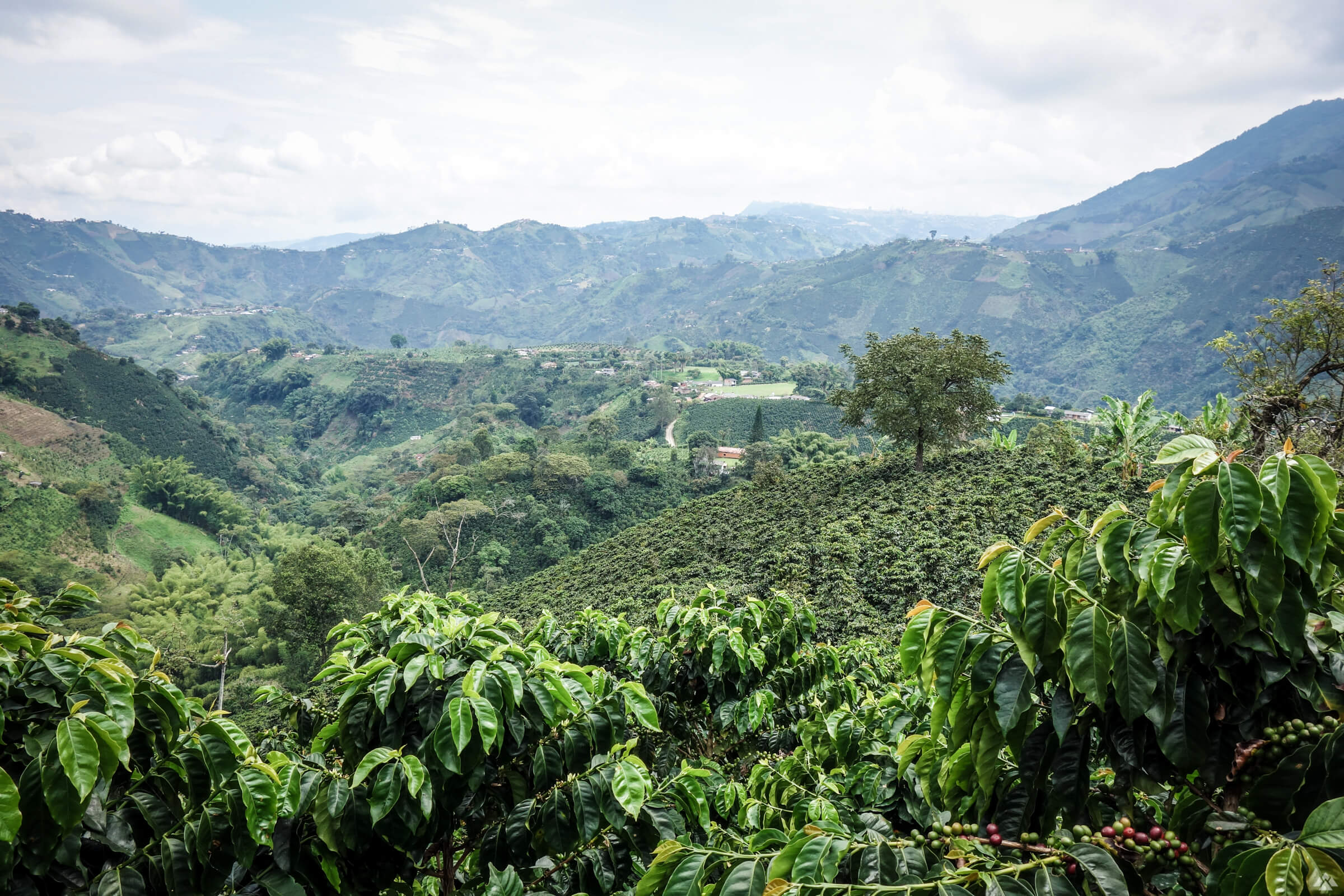 Villa Maria Red — Colombia by Crankhouse Coffee