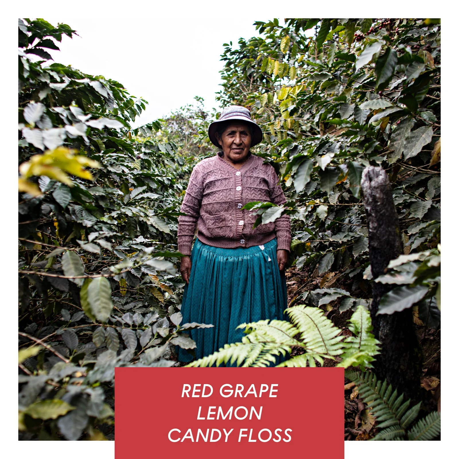 Carmelita, Washed Caturra, Bolivia by Drop Coffee